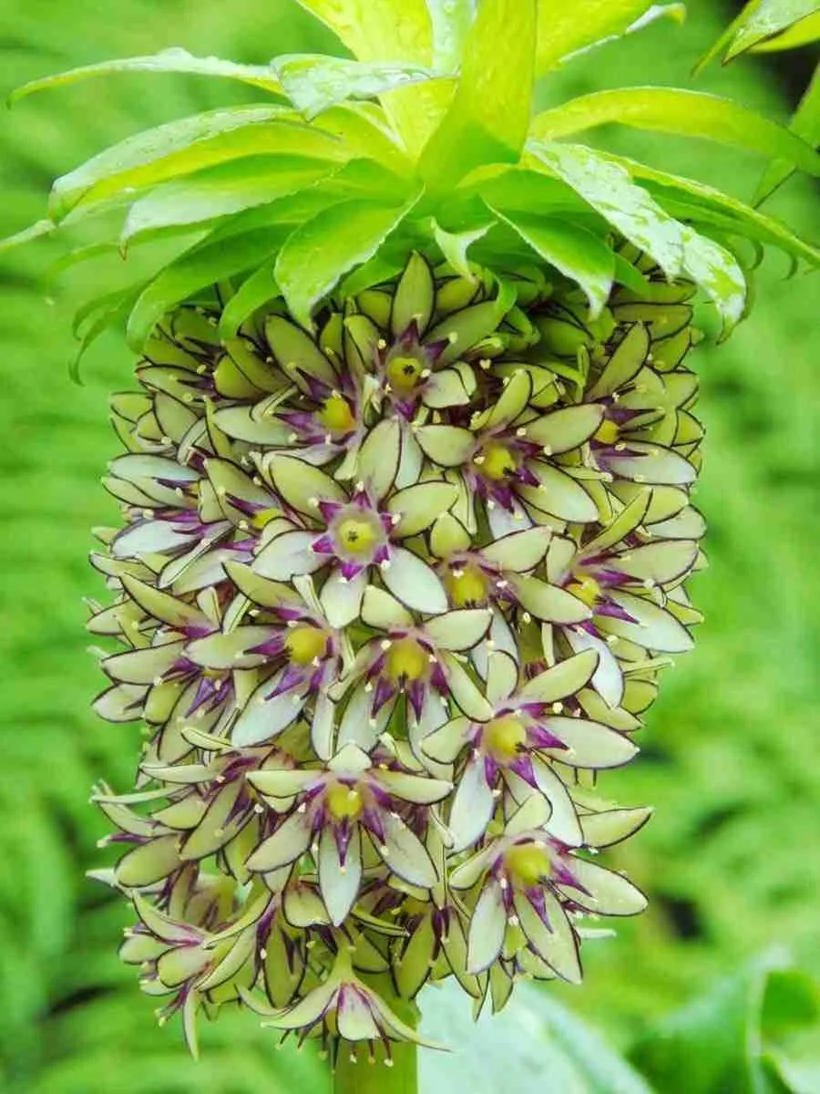 Эукомис двуцветный