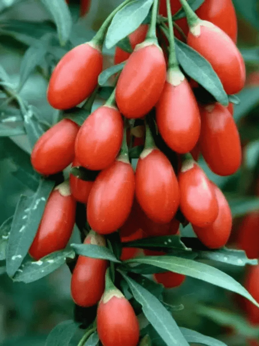 Годжи обыкновенная №1