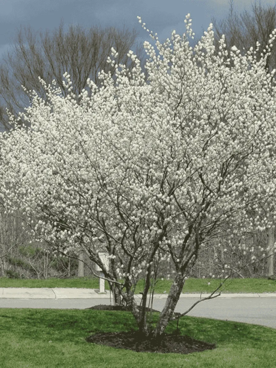 Ирга Ламарка