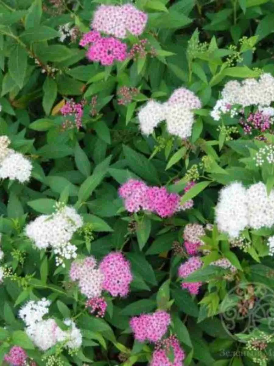 Спирея японская Shirobana