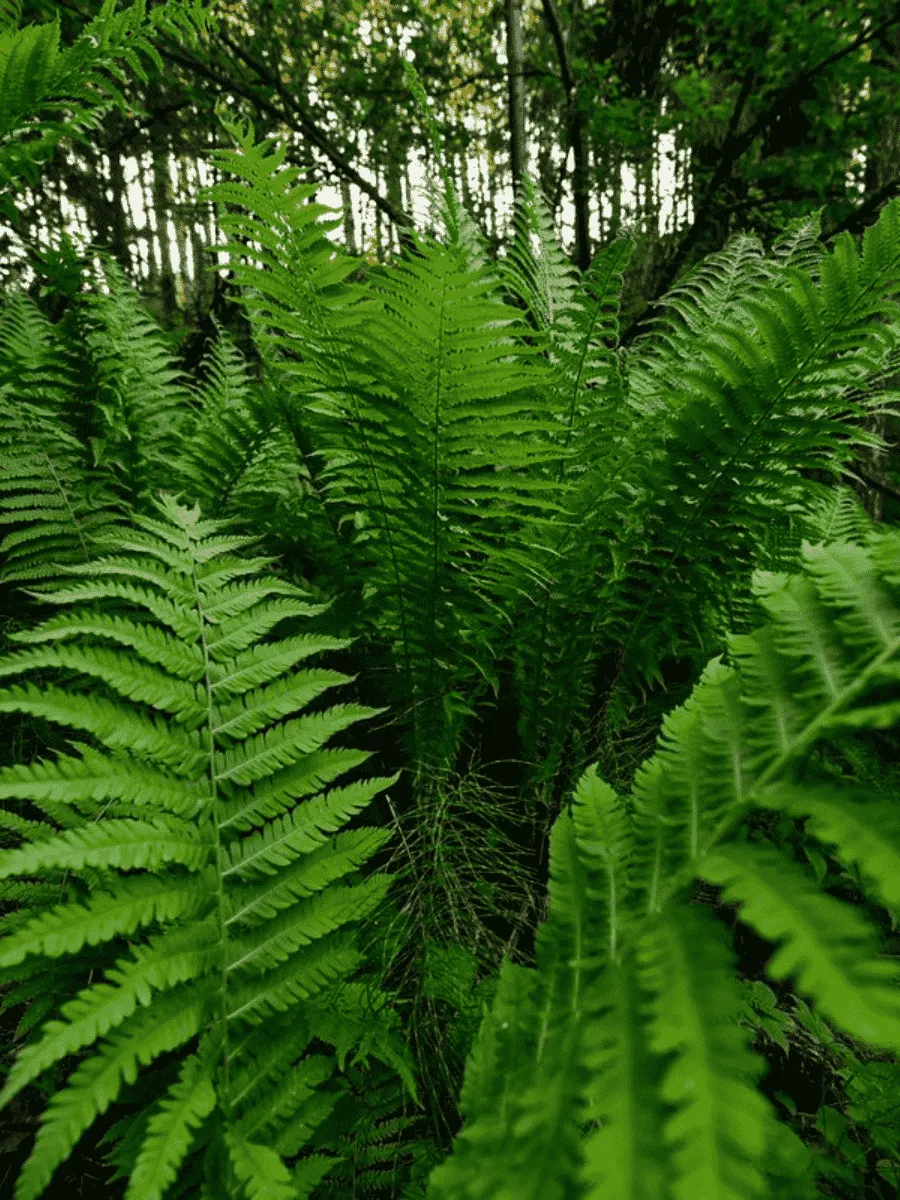 Папоротник