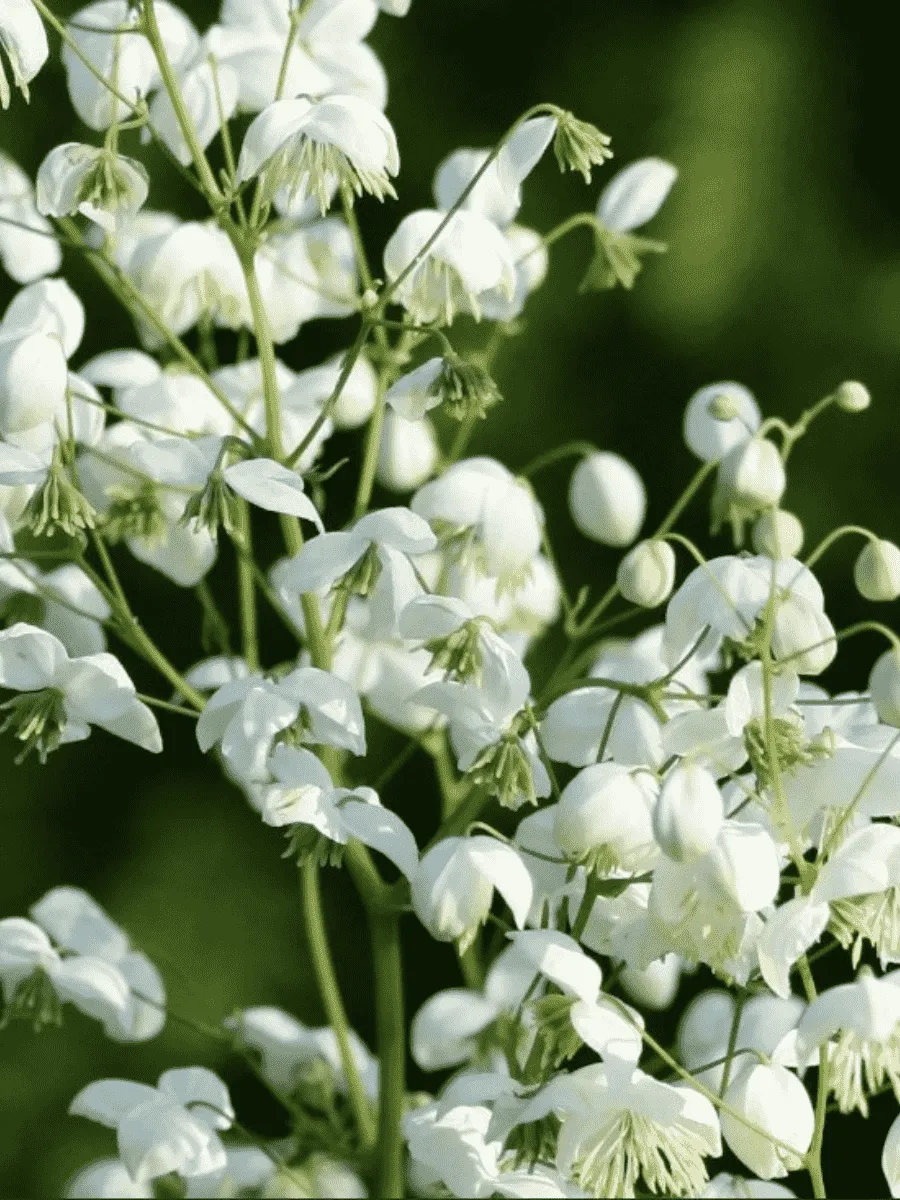 Василистник Splendide White