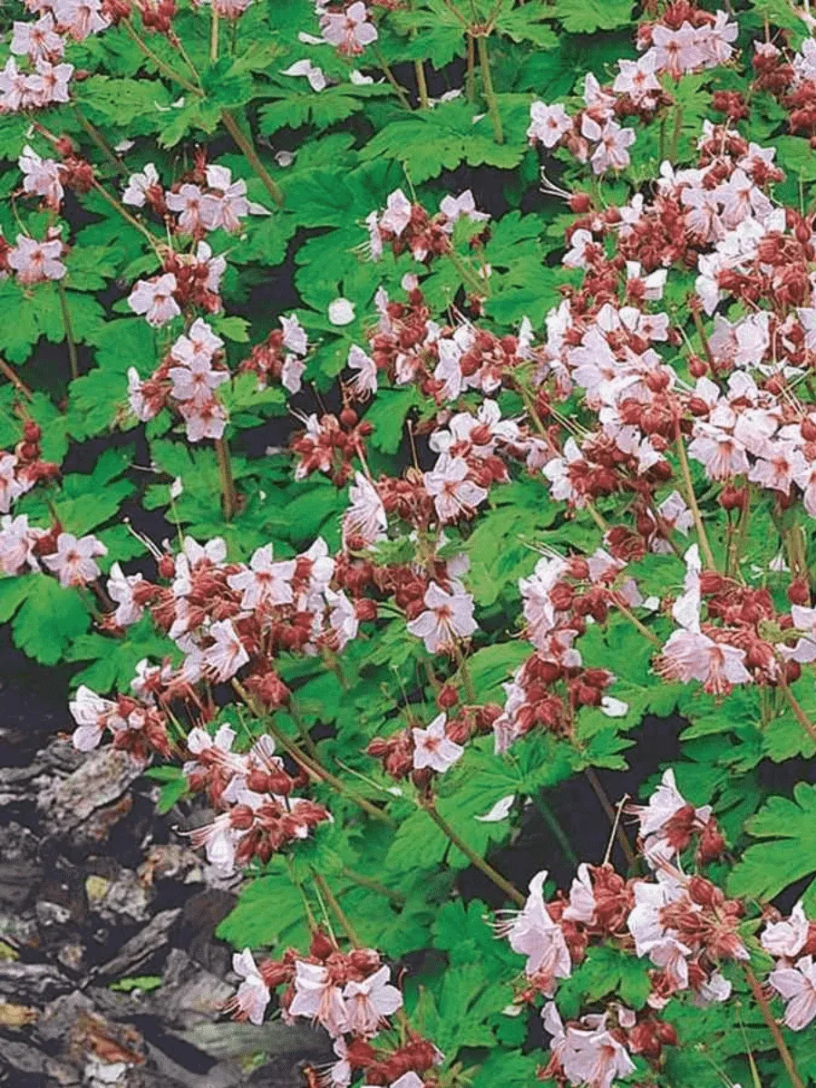 Герань крупнокорневищная Ingwersens Var