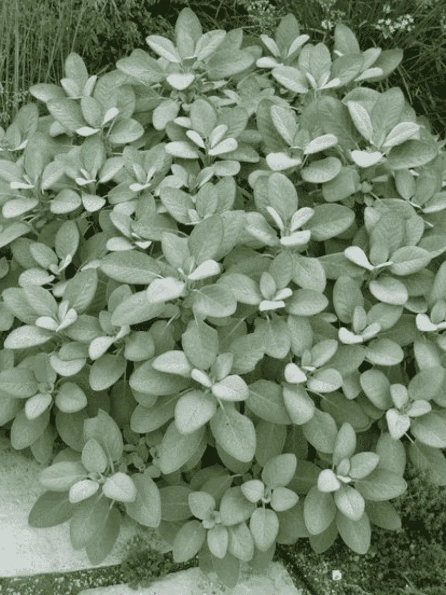 Шалфей лекарственный Berggarten Silver