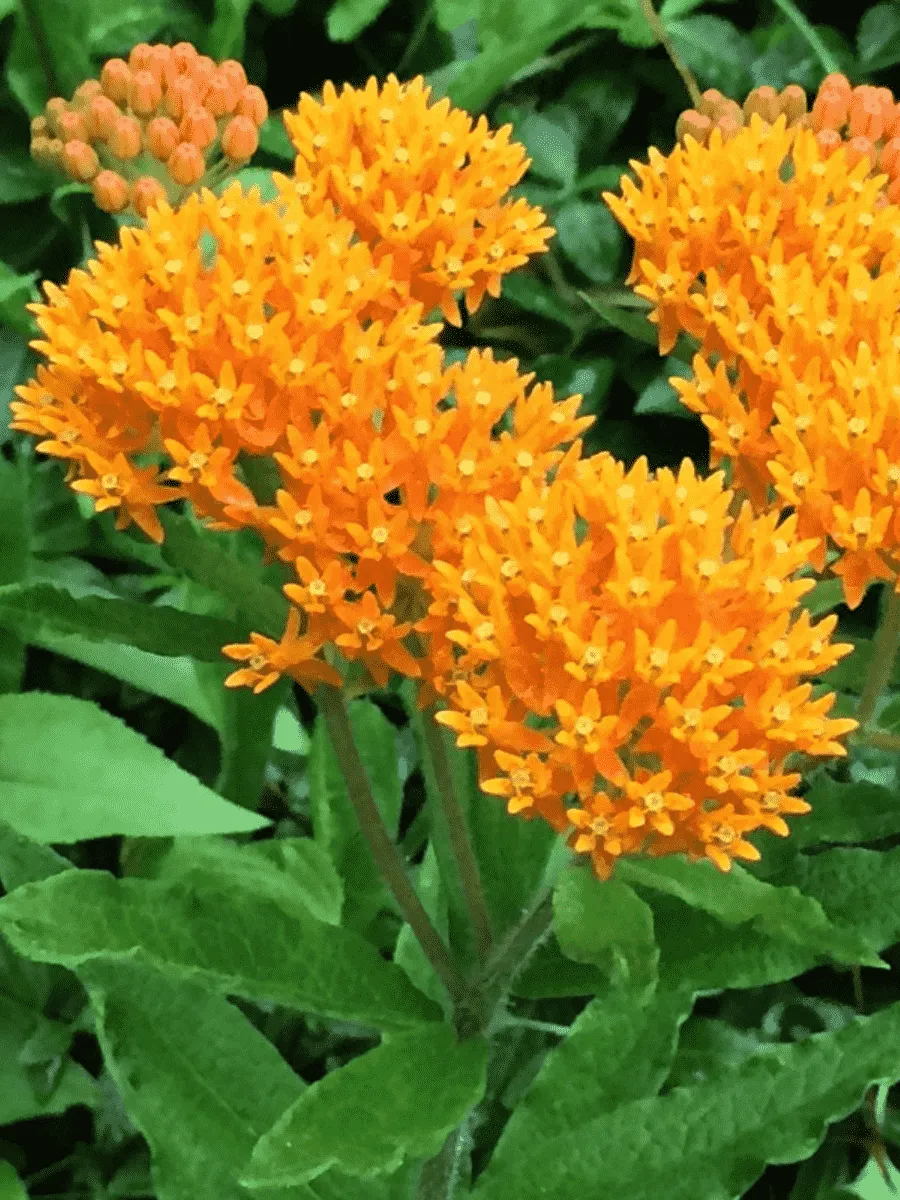 Ваточник клубненосный