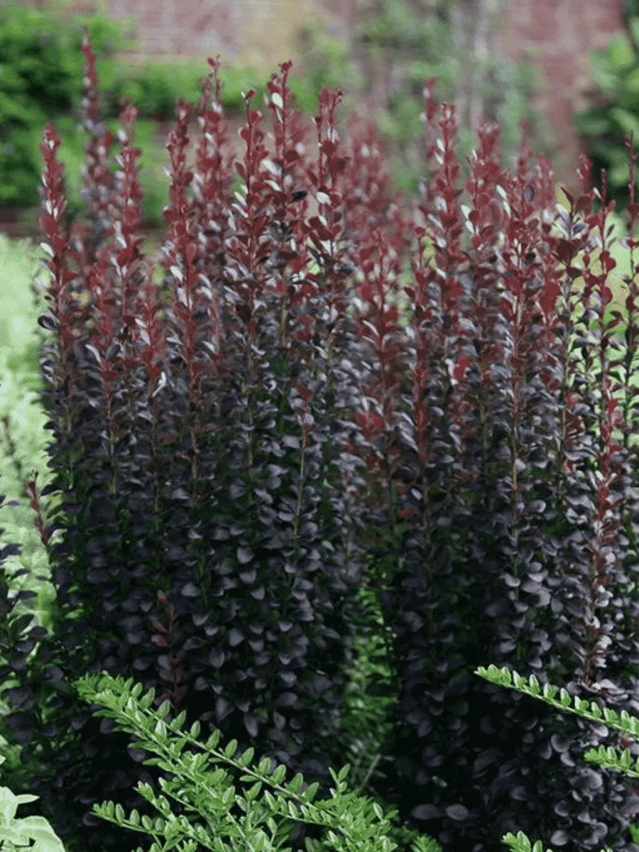 Барбарис Тунберга Helmond Pillar