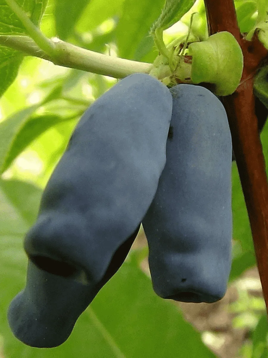 Жимолость плодовая Длинноплодная