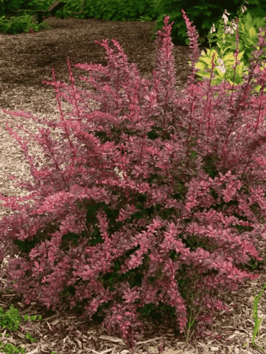 Барбарис Тунберга Rose Glow