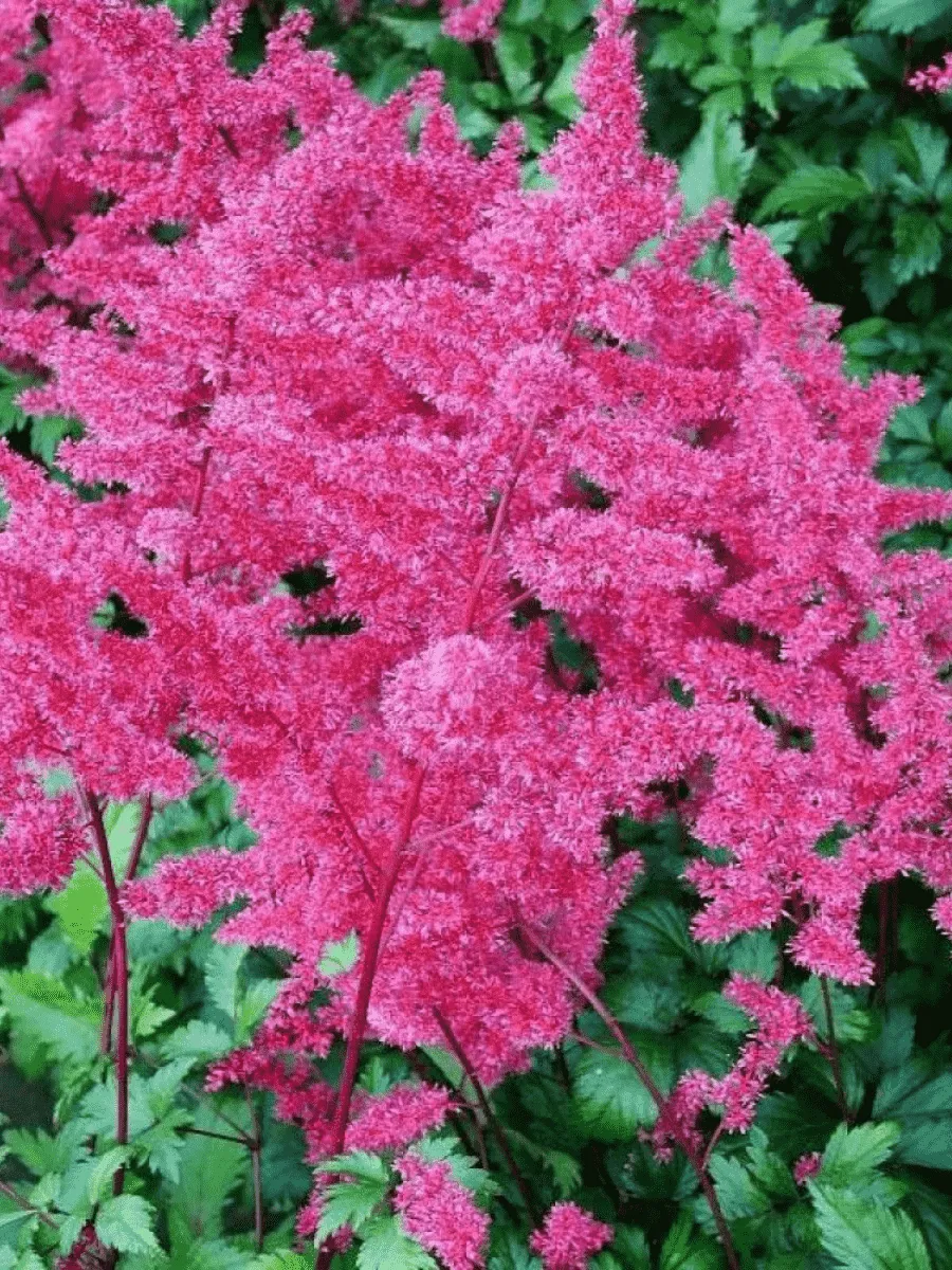 Астильба японская Vesuvius