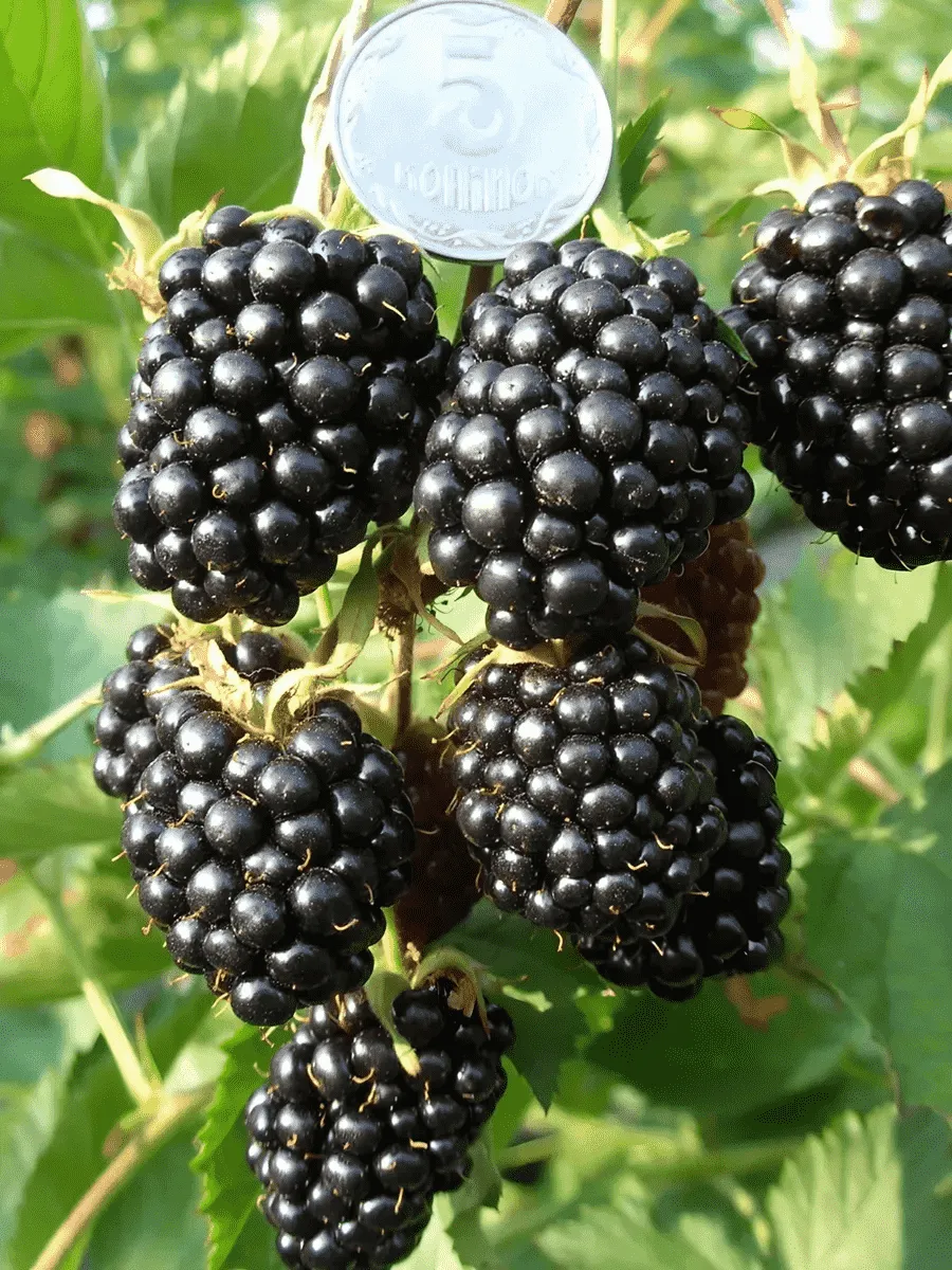 Ежевика Loch Tay