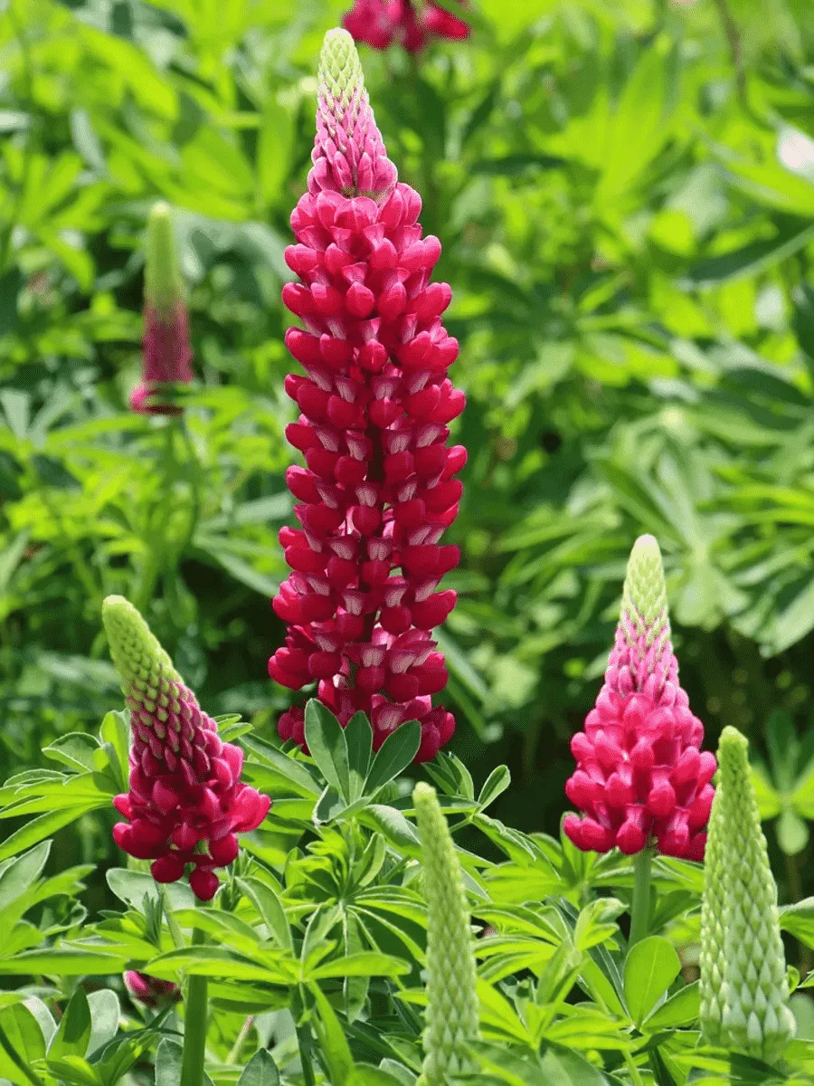 Люпин многолистный The Pages