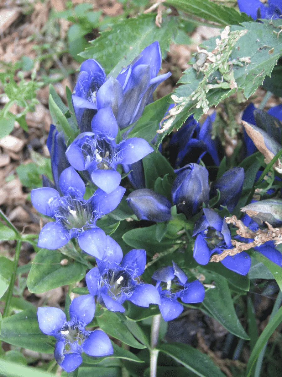 Горечавка семираздельная