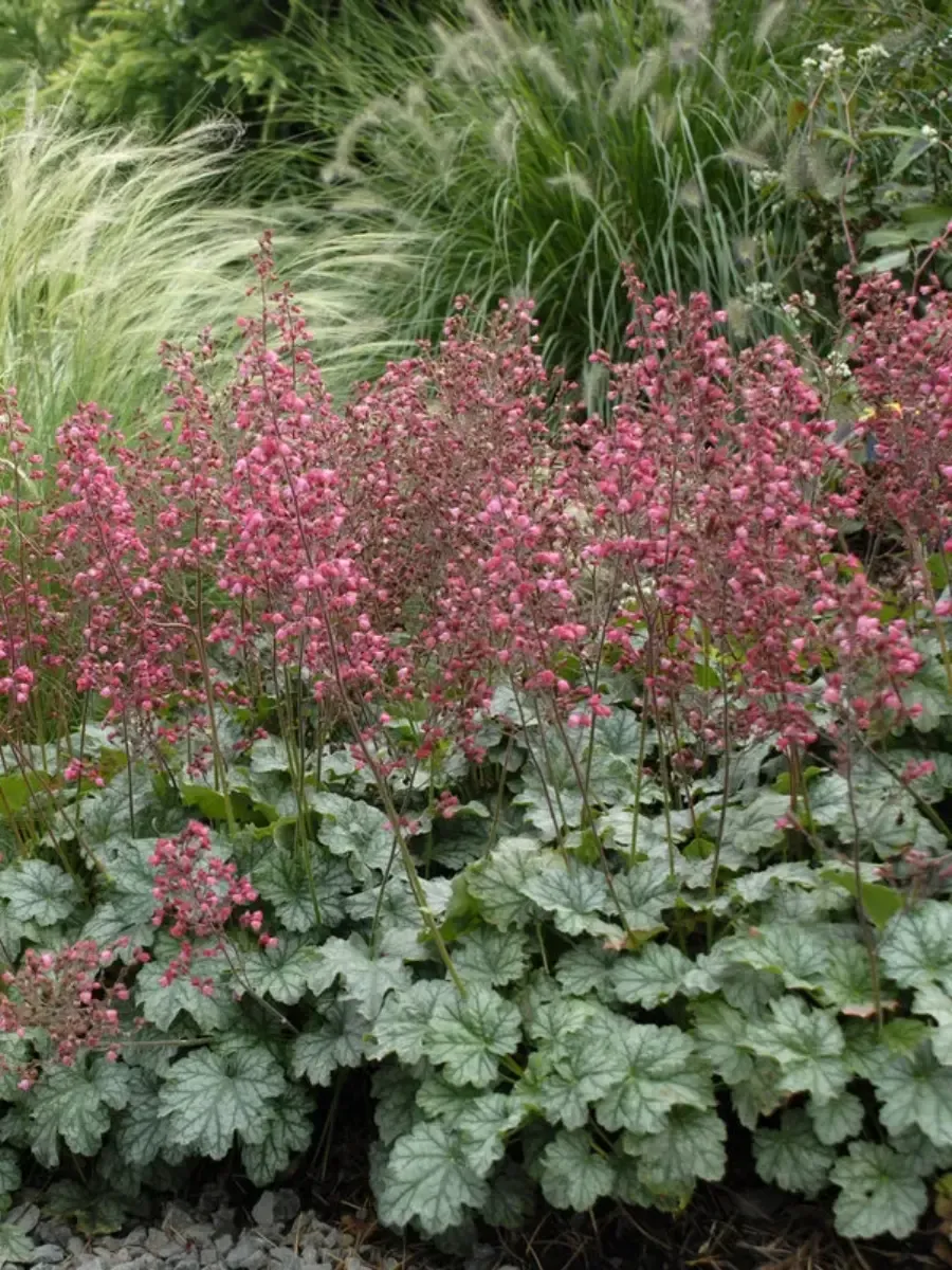 Гейхера Paris