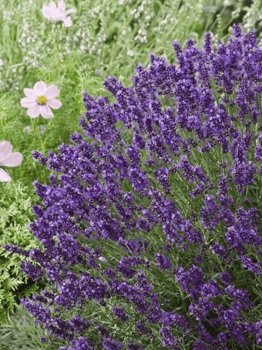 Лаванда Blue Scent Early 