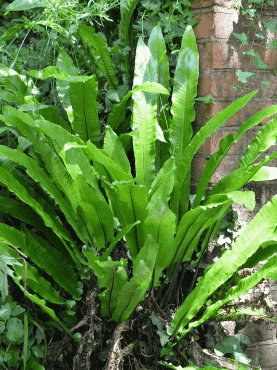 Костенец теневой Undulatum