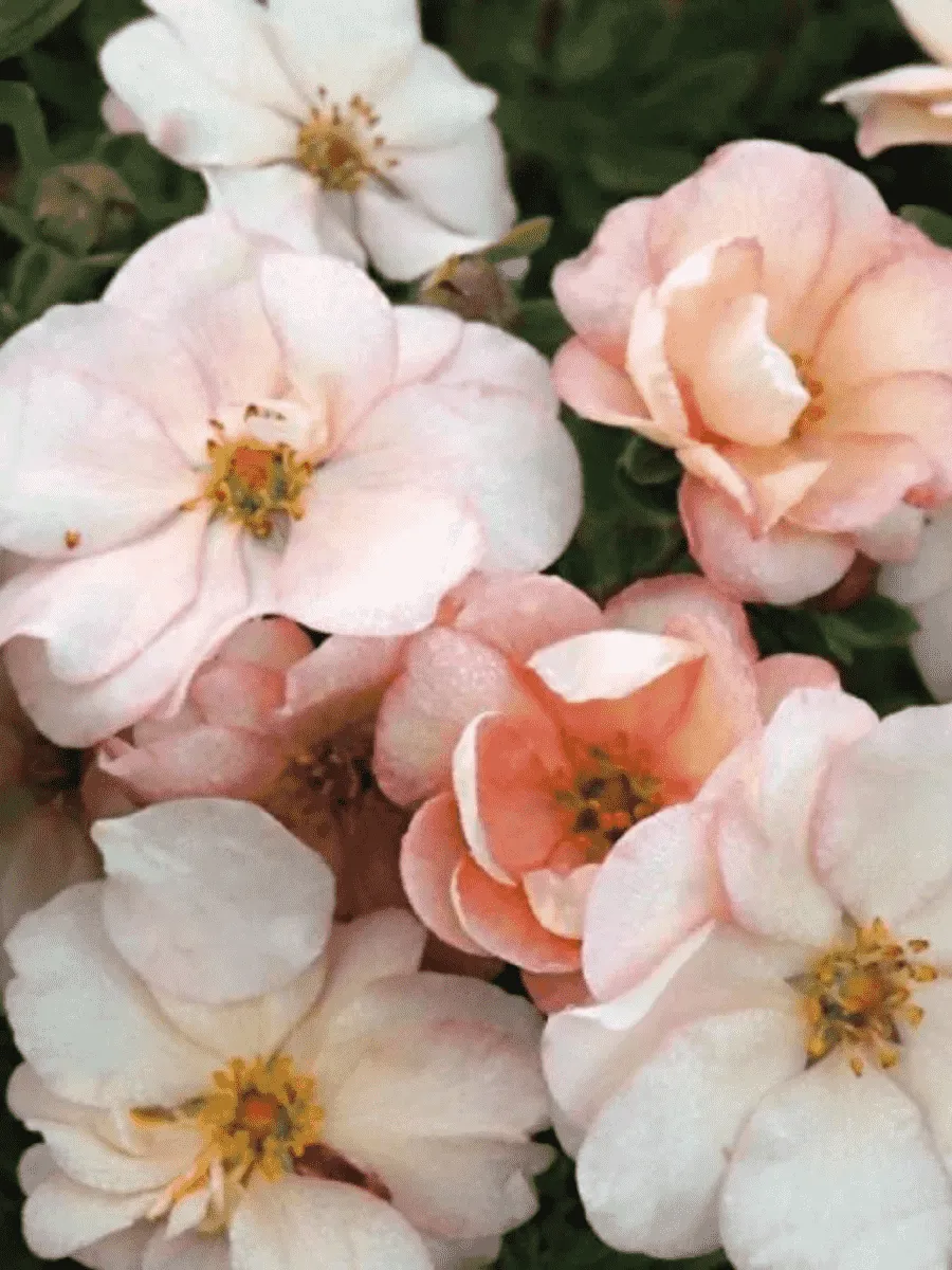 Лапчатка кустарниковая  Double punch pastel