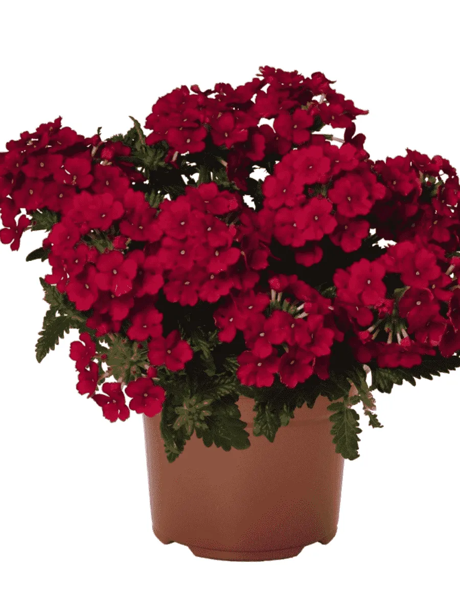 Вербена Lindolena Red