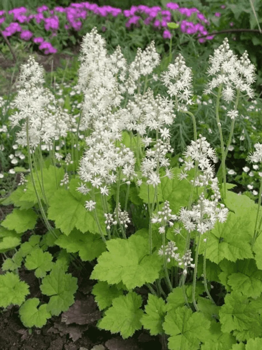 Тиарелла сердцелистная