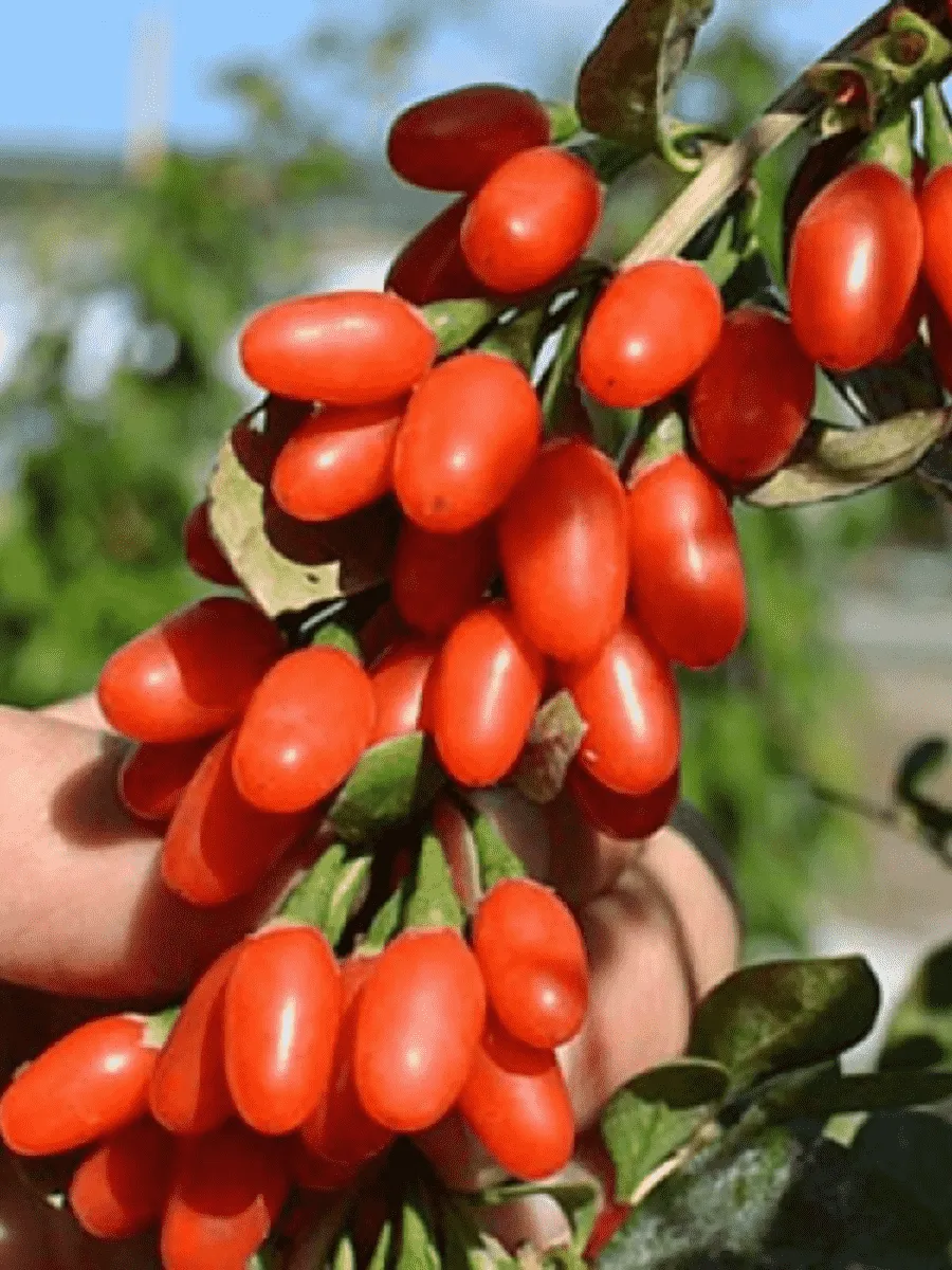 Годжи обыкновенная New Big