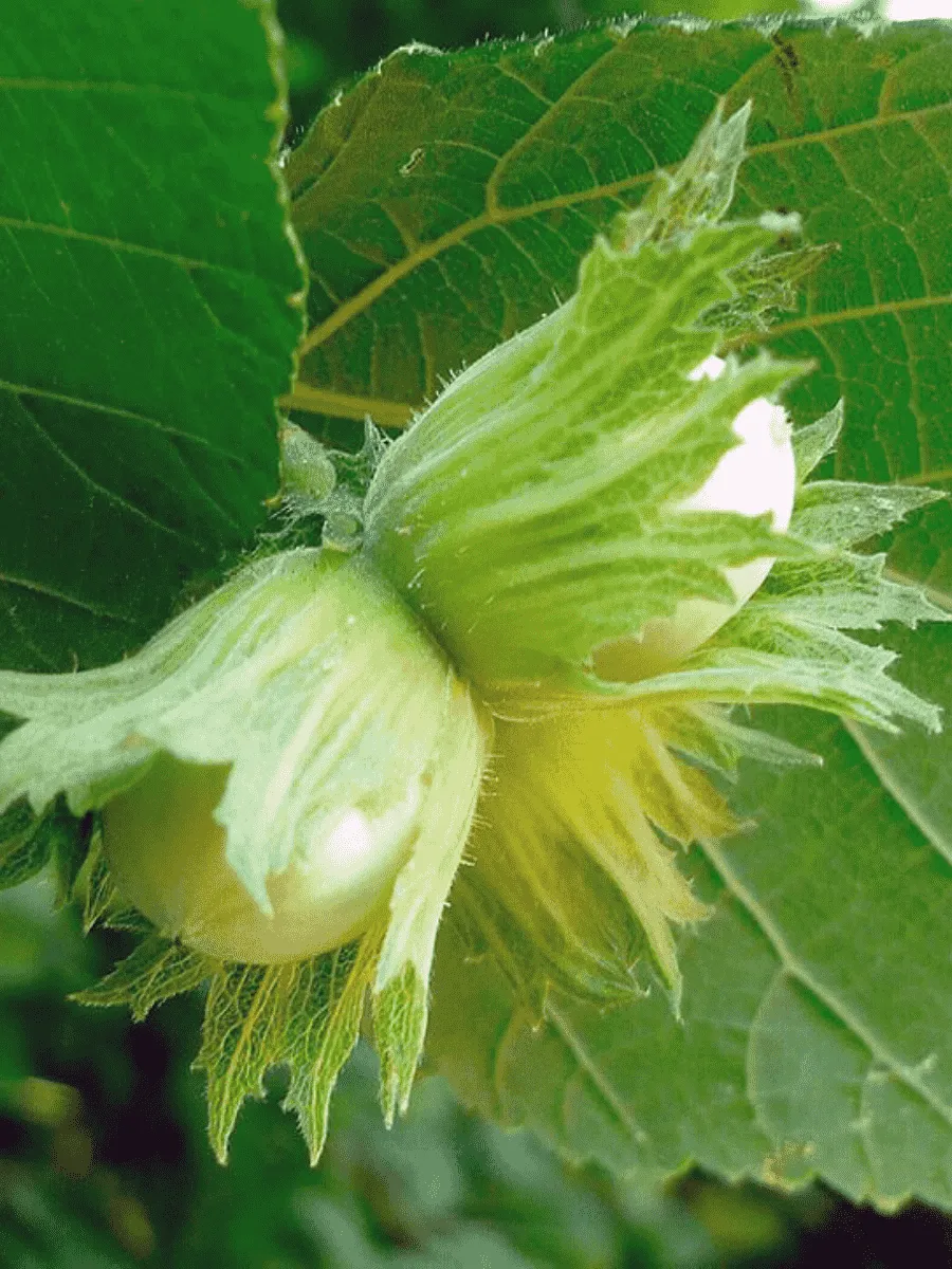 Фундук Nottingham Fruchtbare