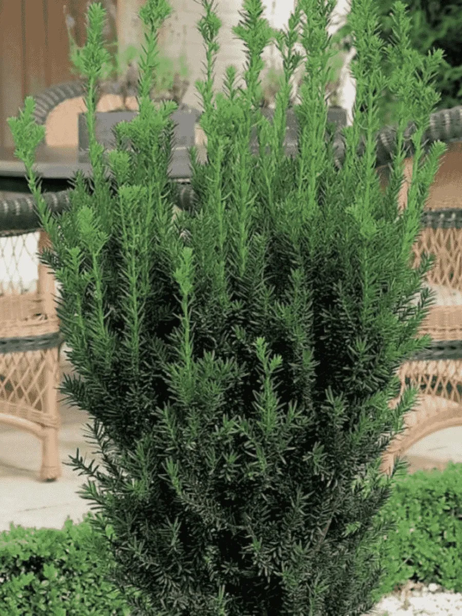 Тис средний Hillii