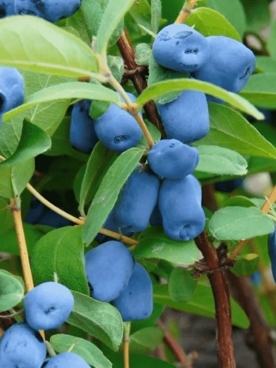 Жимолость Синеглазка