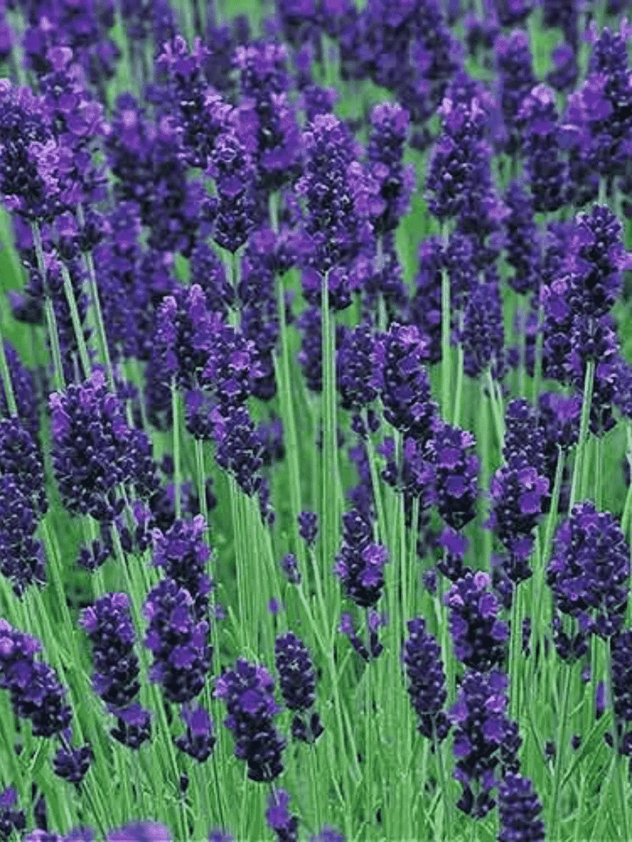 Лаванда узколистная Hidcote Compact Blue