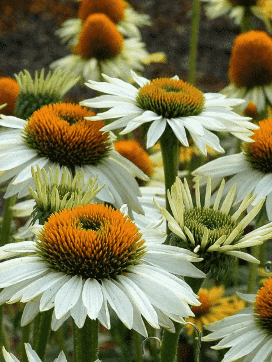 Эхинацея пурпурная Alba