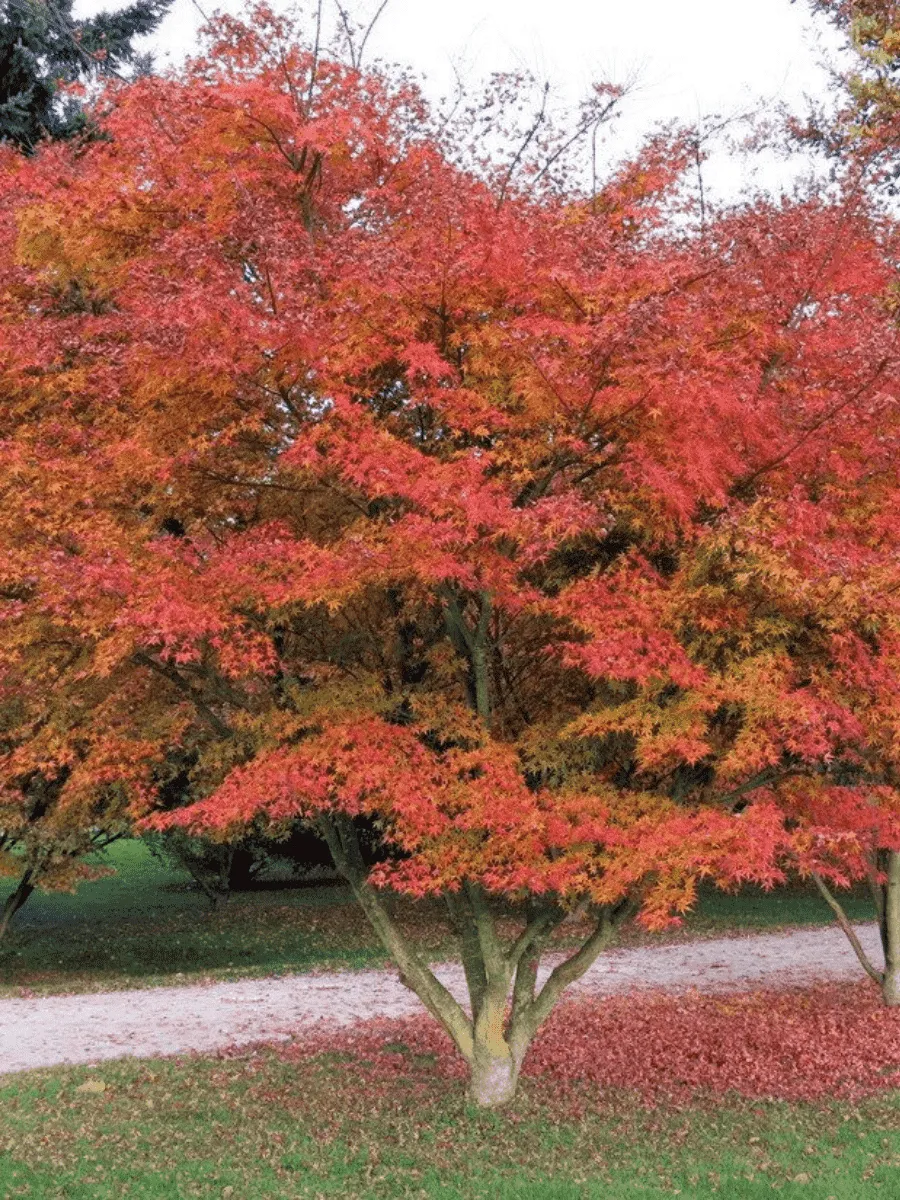 Клен татарский Гиннала