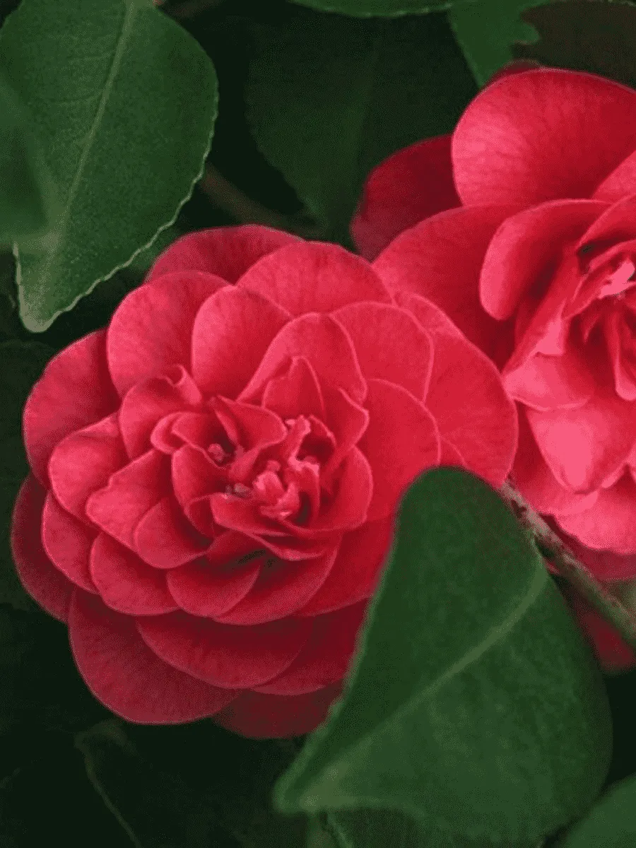 Камелия японская Lady Campbell