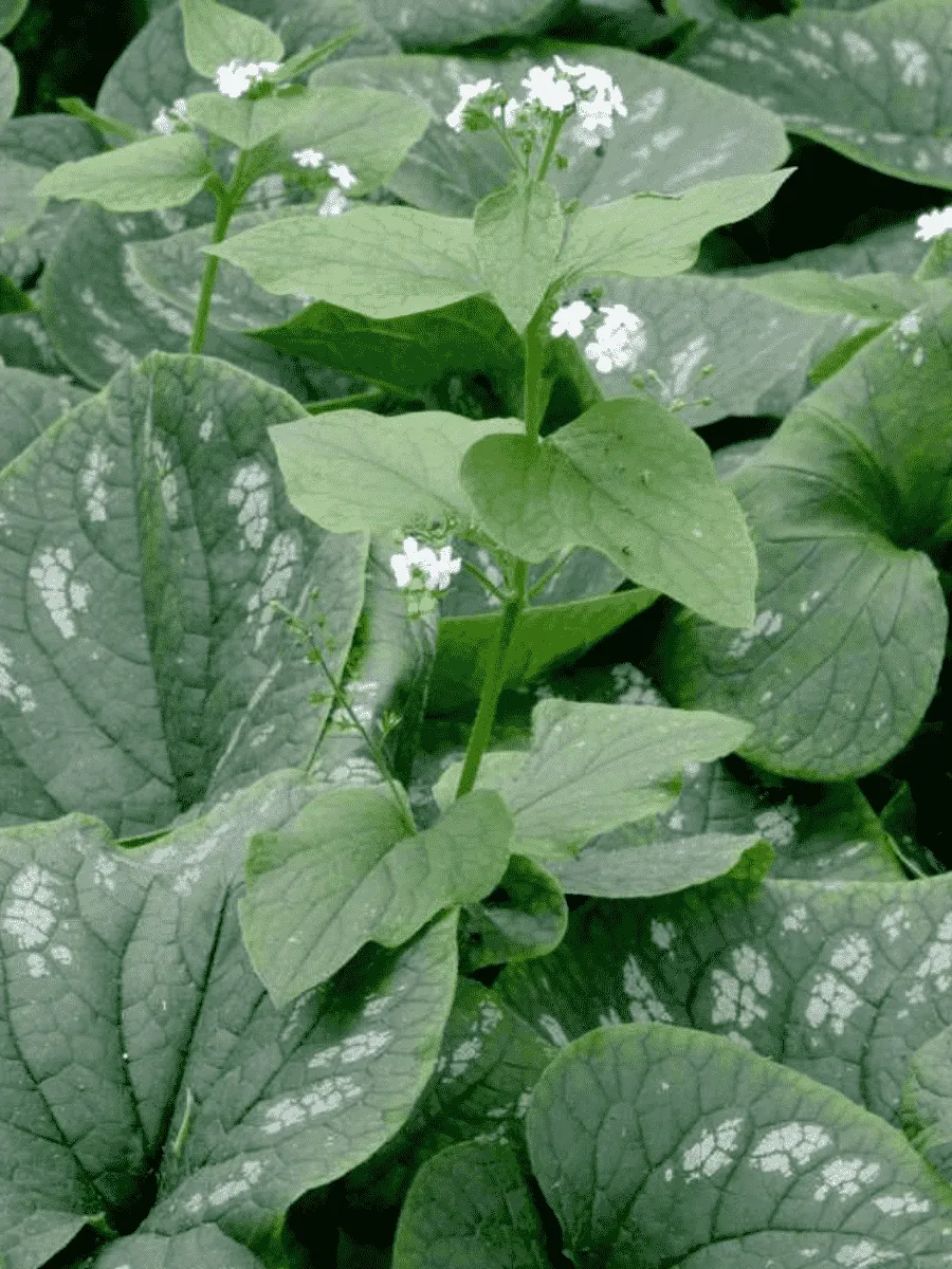 Бруннера крупнолистная White Zebra