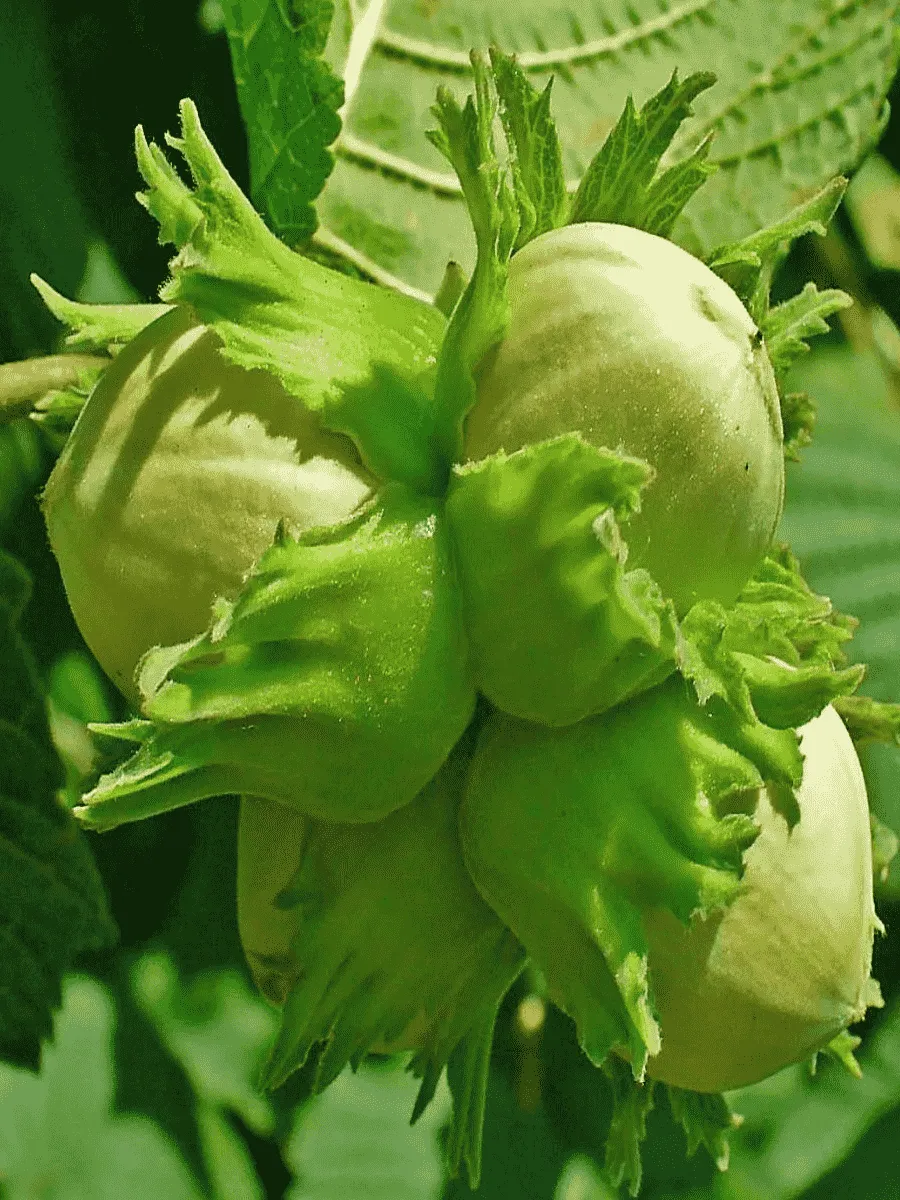 Фундук Tonda Di Giffoni