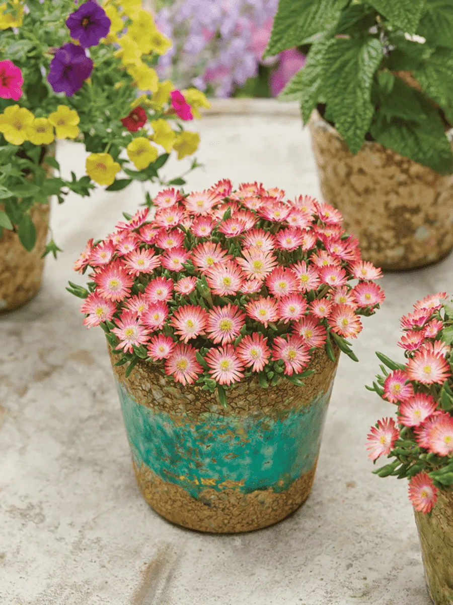 Делосперма Купера Ice Cream Salmon