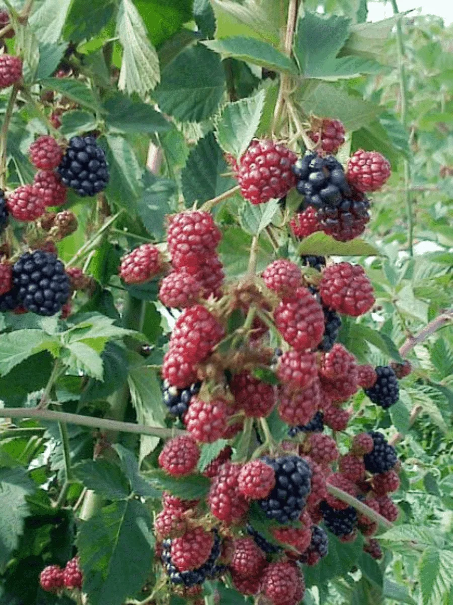 Ежевика садовая RЕUBEN