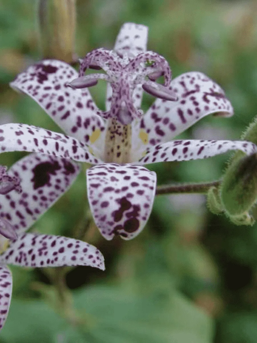 Трициртис коротковолосистый