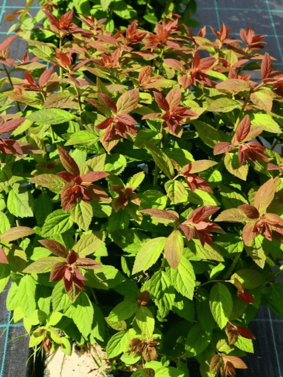 Спирея японская Green and Gold