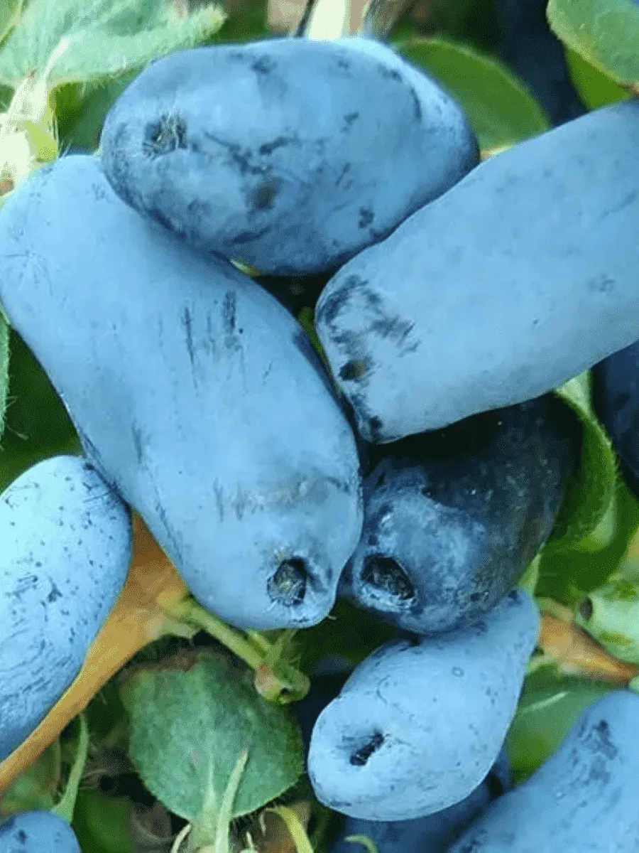 Жимолость плодовая Тундра