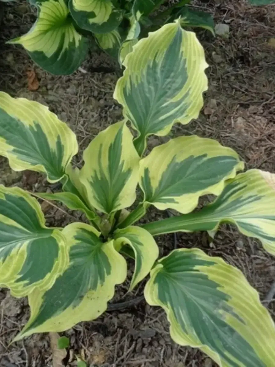 Хоста Paisley Border