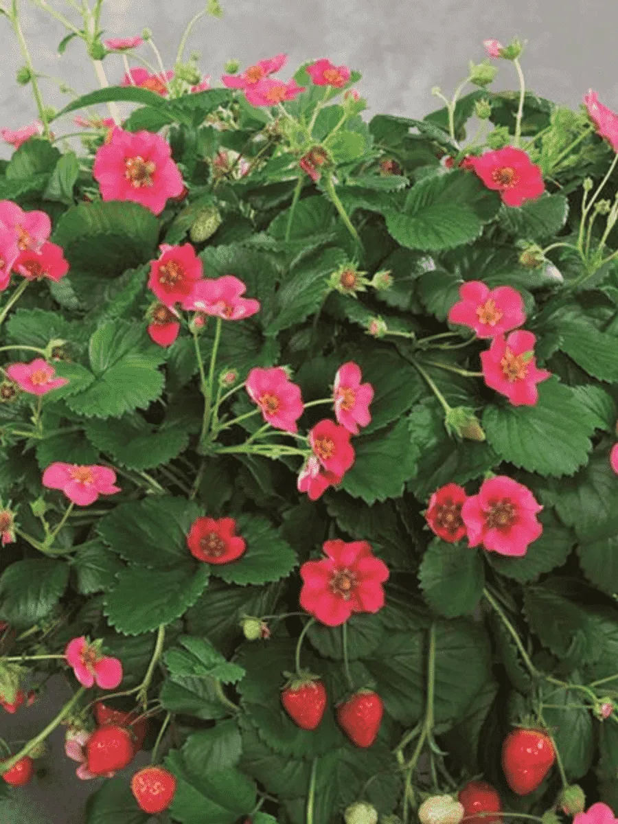 Земляника садовая Тоскана