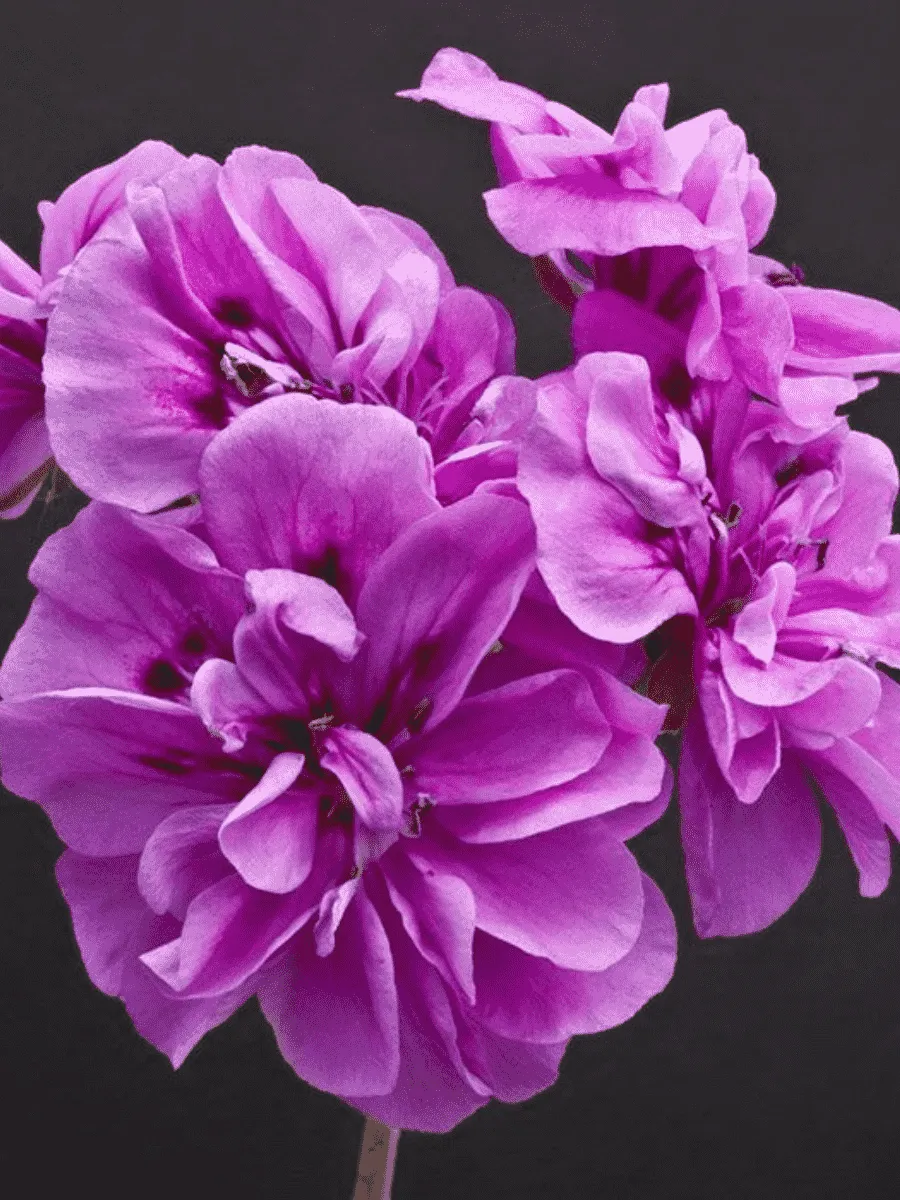 Пеларгония плющелистная  Grandeur Ivy Velvet кашпо