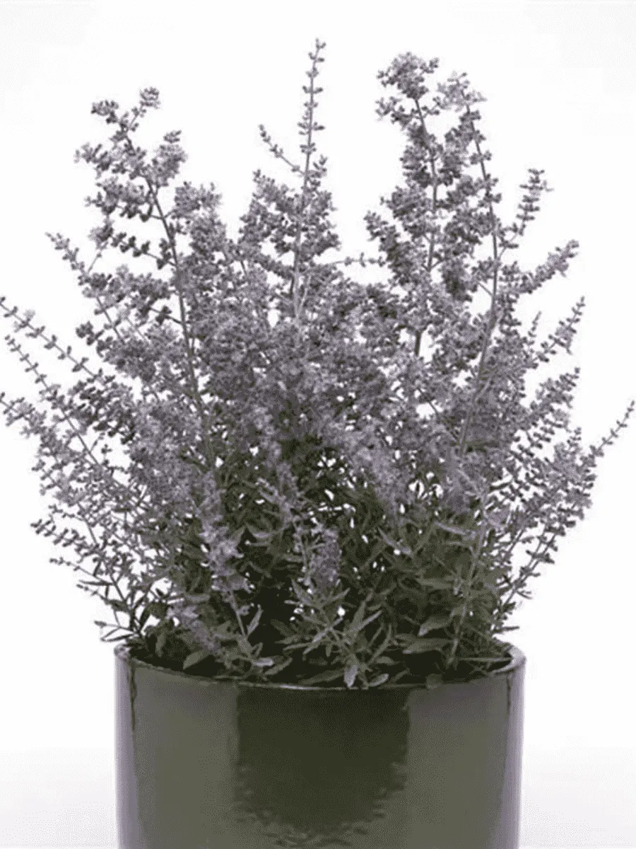 Перовска прямолистная Bluesette