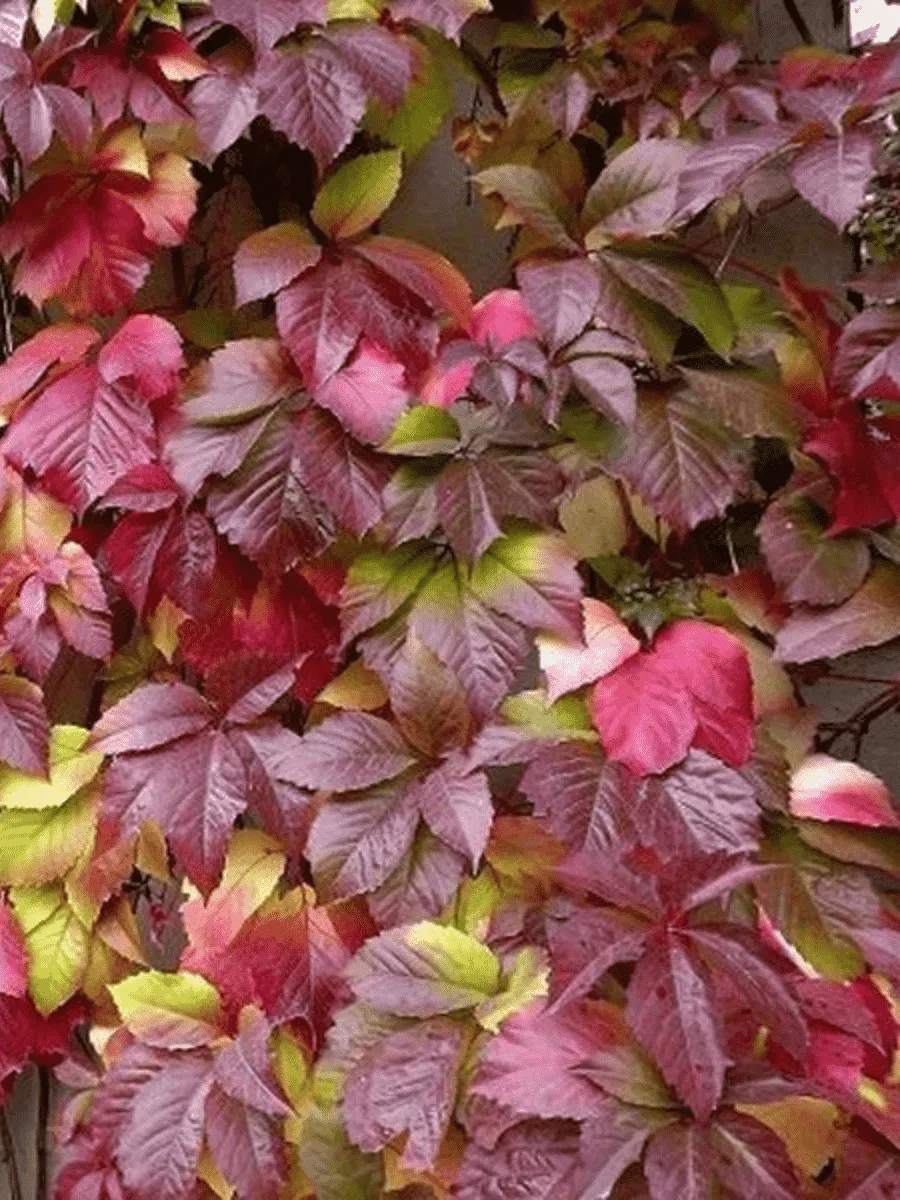 Виноград девичий Troki