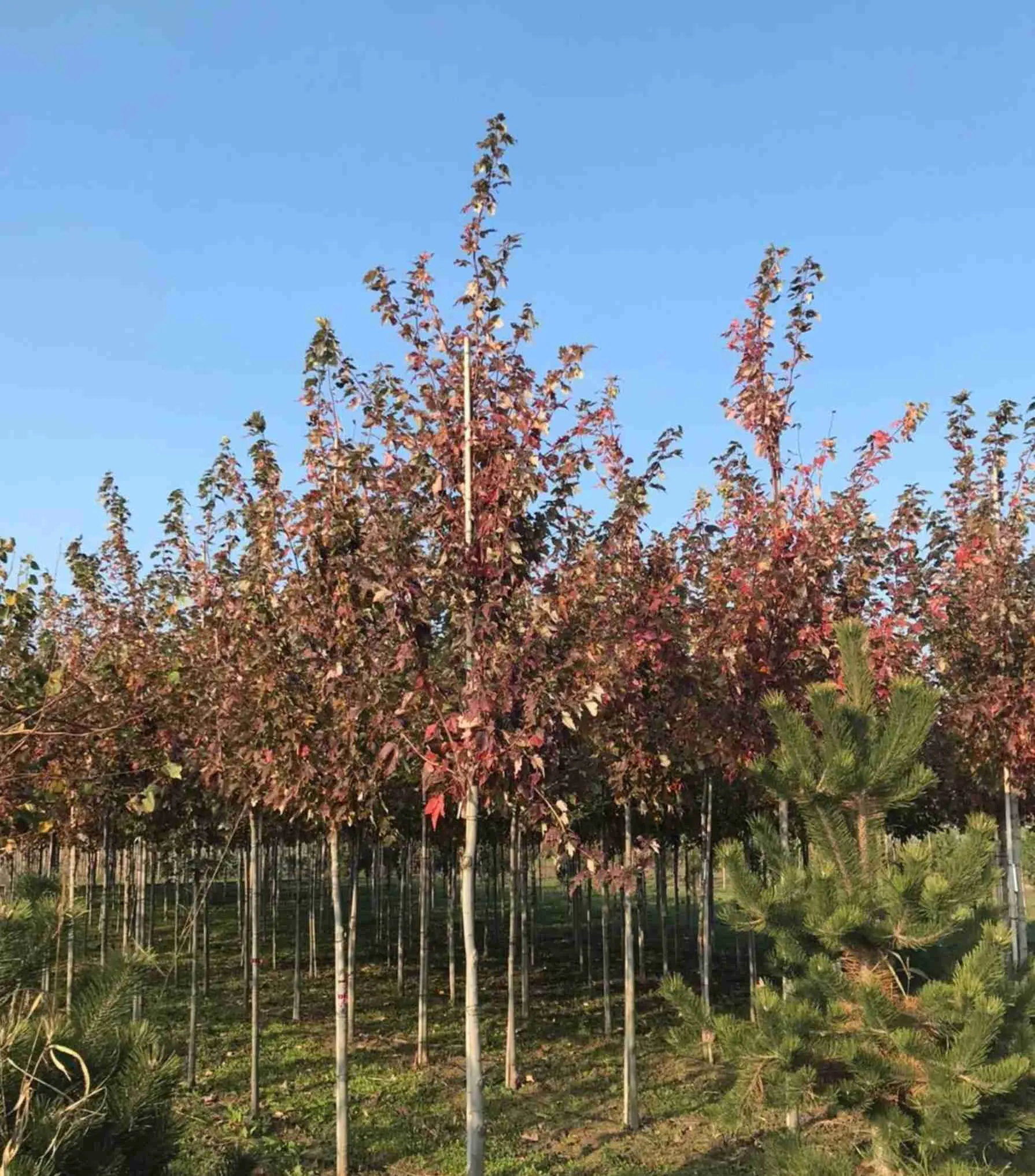 Клен красный Red Sunset