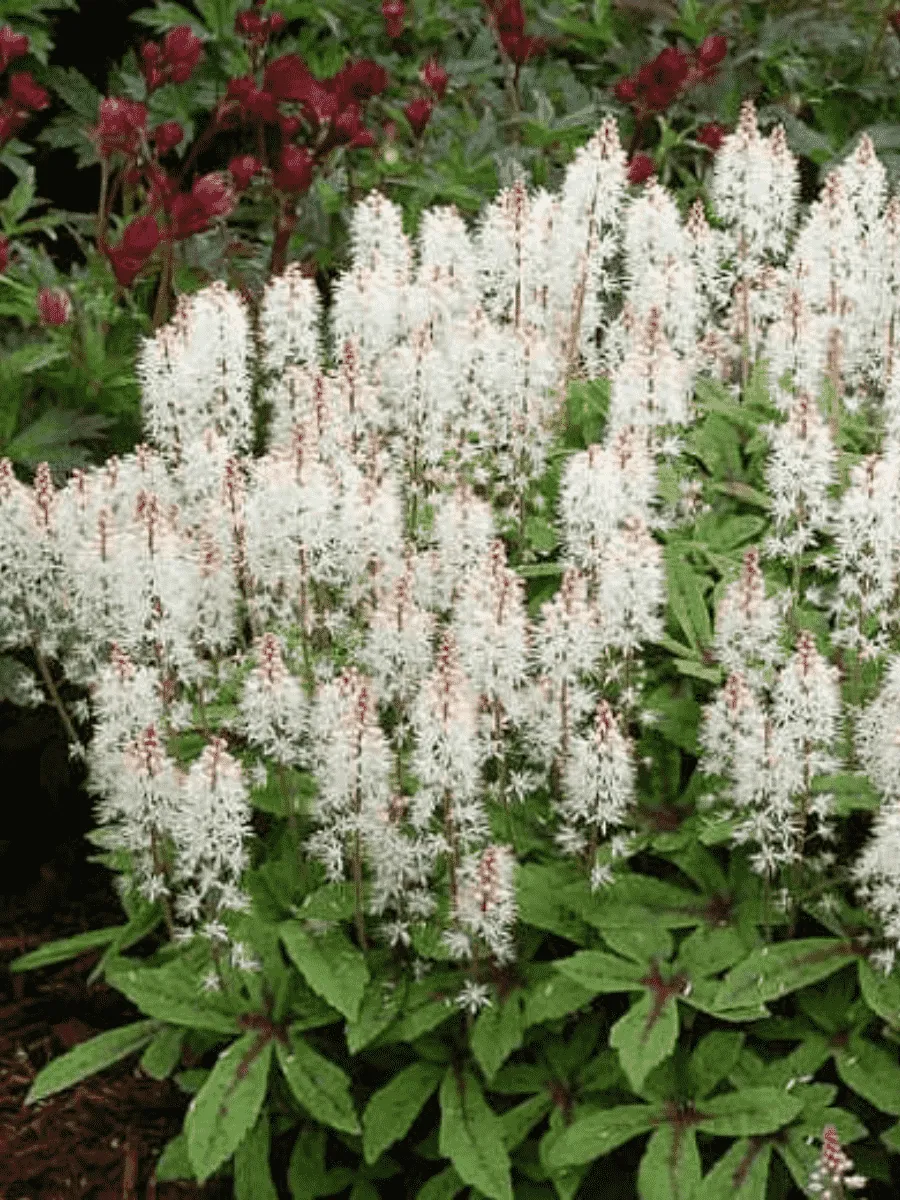 Тиарелла Spring Symphony