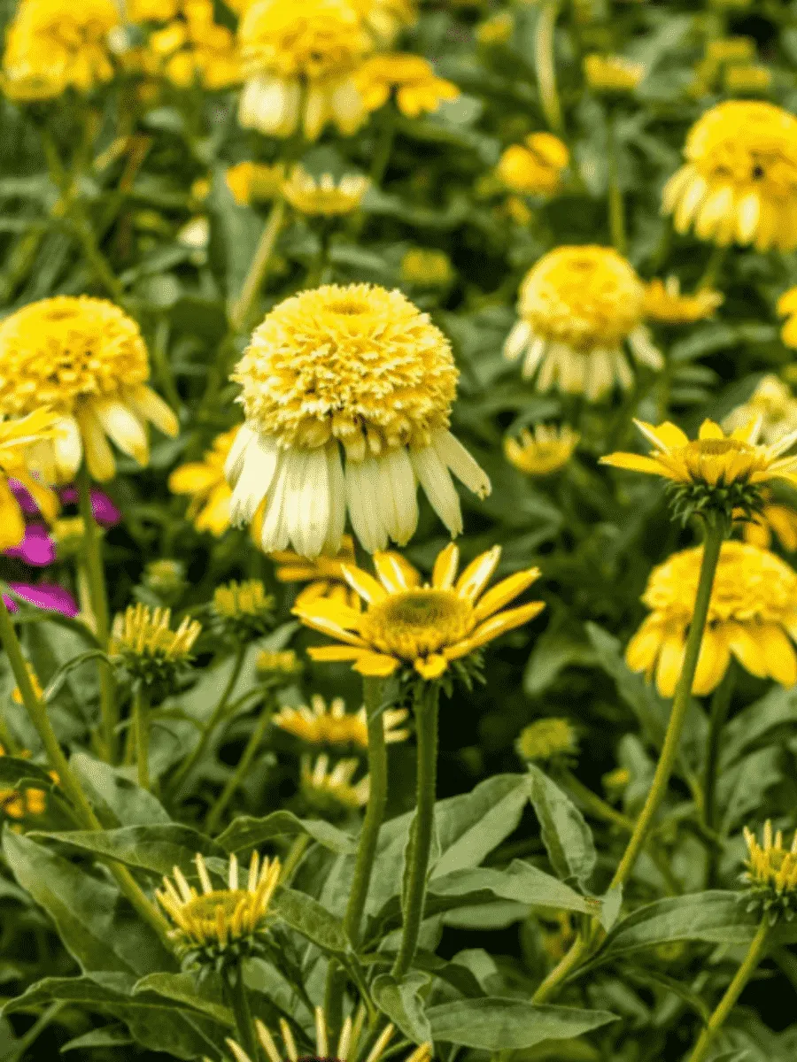 Эхинацея пурпурная Lemon Drop