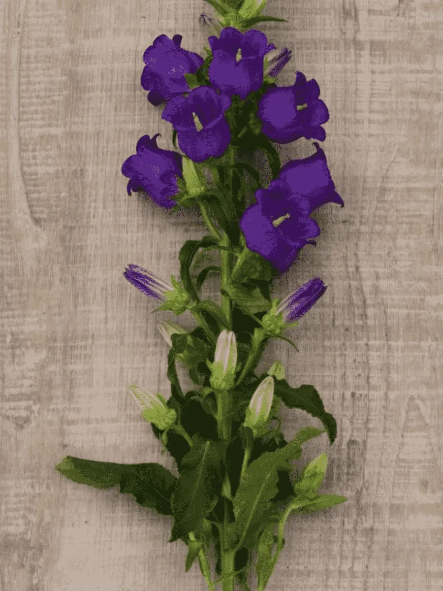 Колокольчик средний Campana Deep Blue