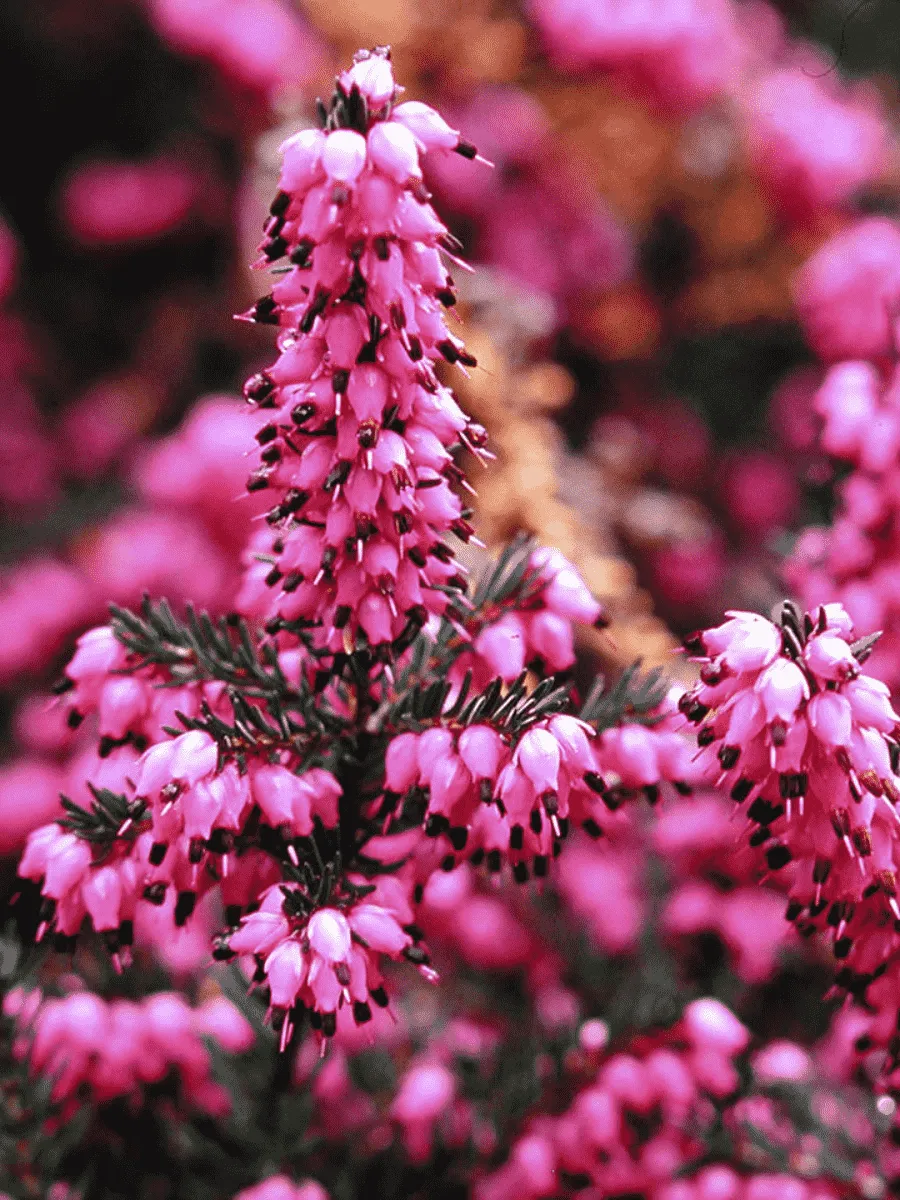 Эрика дарленская Kramer's rote