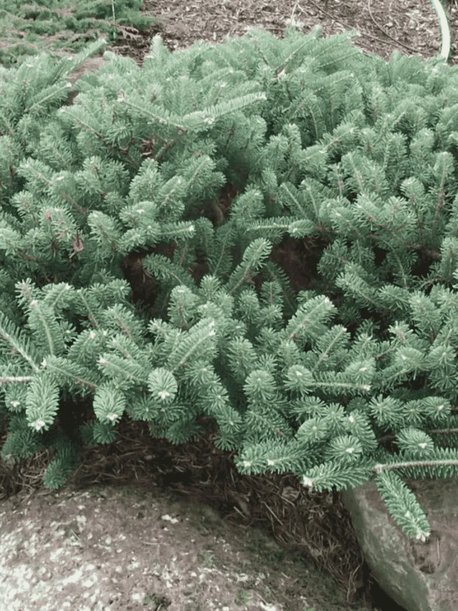 Пихта корейская Blauer Pfiff