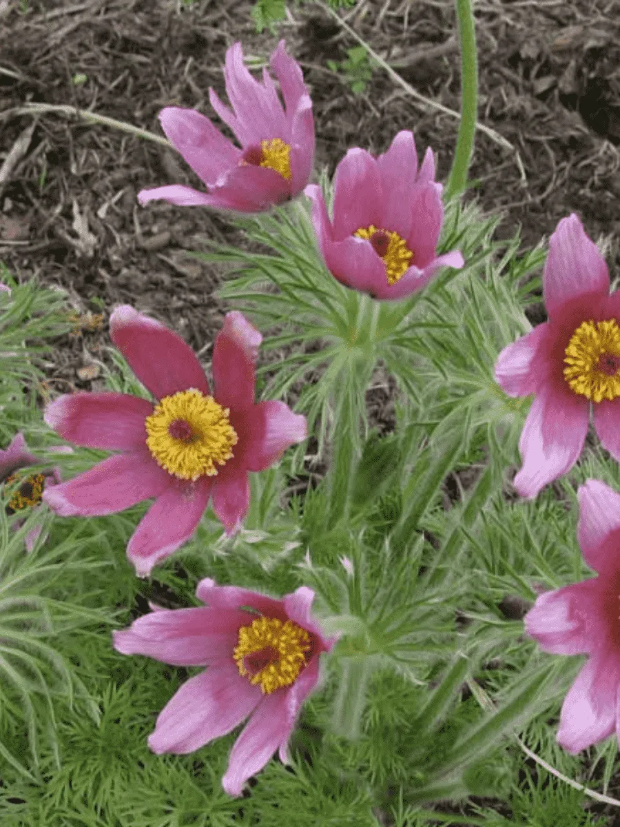 Прострел обыкновенный Rode Klokke