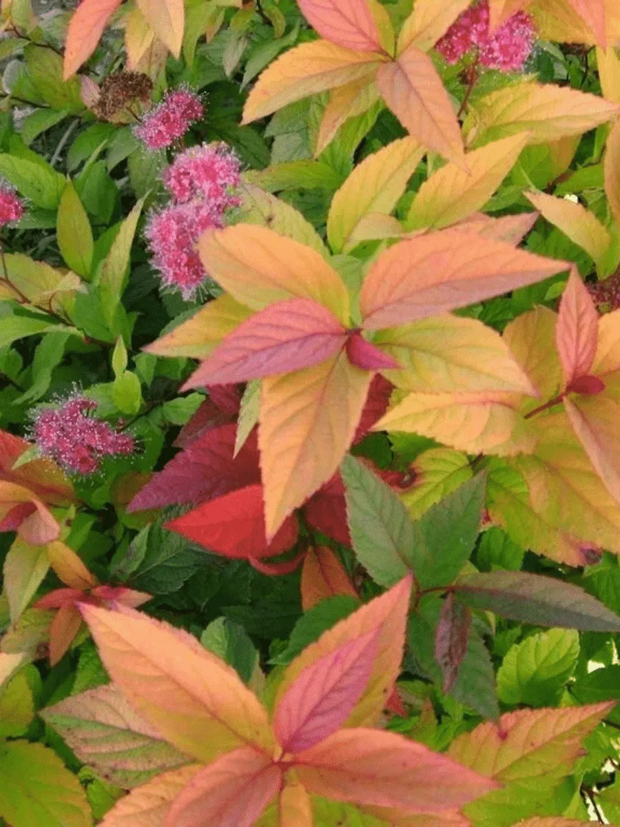 Спирея японская Macrophylla